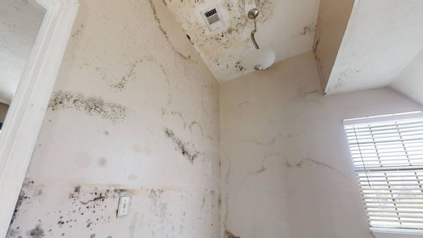 Best Mold Remediation for Vacation Homes  in Tangent, OR