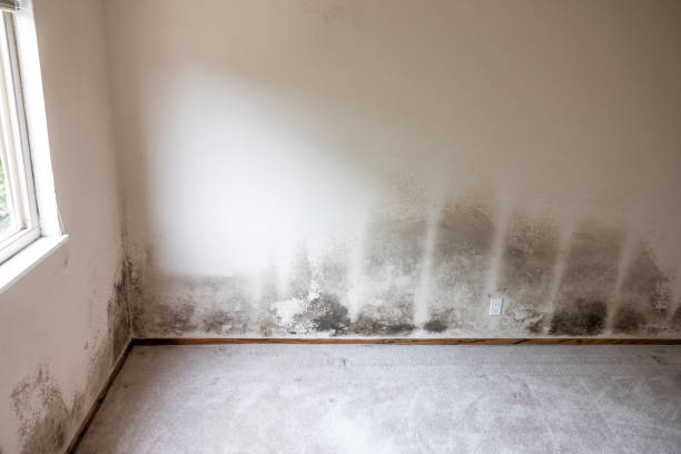Best Post-Construction Mold Inspection  in Tangent, OR