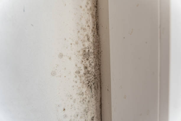 Best Mold Removal for HVAC Installations  in Tangent, OR